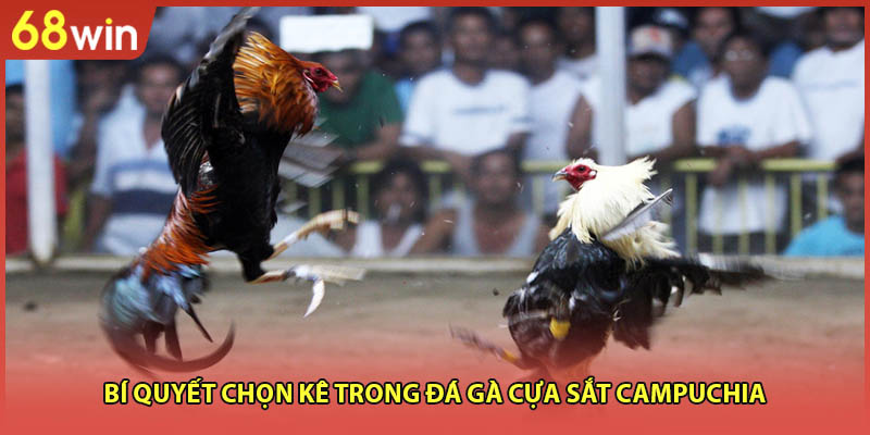Đá Gà Cựa Sắt Campuchia - Sàn Đấu Hấp Dẫn Số 1 Hiện Nay - WINZEN96