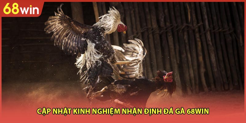 Đá Gà 68WIN - Dự Đoán Chuẩn, Rinh Thưởng Cao Tại 68WIN - WINZEN96