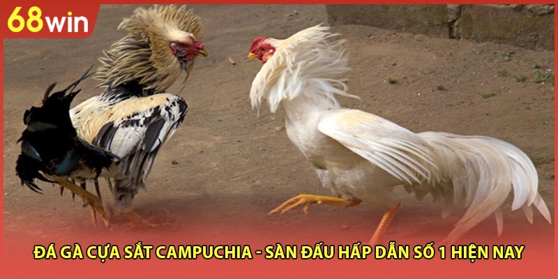Đá Gà Cựa Sắt Campuchia - Sàn Đấu Hấp Dẫn Số 1 Hiện Nay - WINZEN96