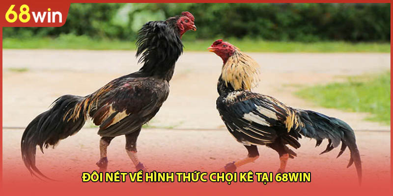 Đá Gà Cựa Sắt Campuchia - Sàn Đấu Hấp Dẫn Số 1 Hiện Nay - WINZEN96