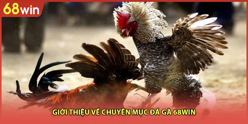 Đá Gà 68WIN - Dự Đoán Chuẩn, Rinh Thưởng Cao Tại 68WIN - WINZEN96