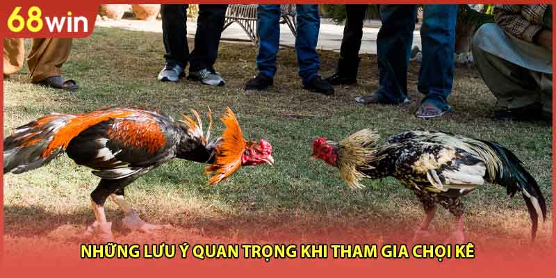Đá Gà Cựa Sắt Campuchia - Sàn Đấu Hấp Dẫn Số 1 Hiện Nay - WINZEN96